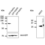 Western Blot - Anti-RAB5A Antibody (AB0009) - Antibodies.com