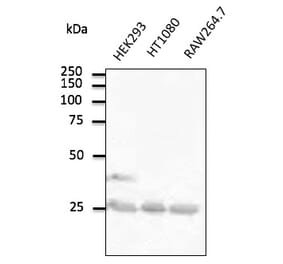 Western Blot - Anti-RAB5A Antibody (AB0010) - Antibodies.com