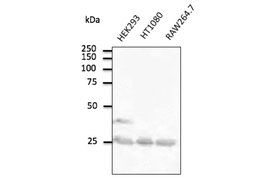 Western Blot - Anti-RAB5A Antibody (AB0010) - Antibodies.com