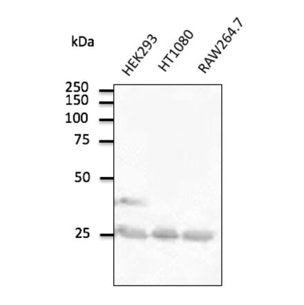 Western Blot - Anti-RAB5A Antibody (AB0010) - Antibodies.com
