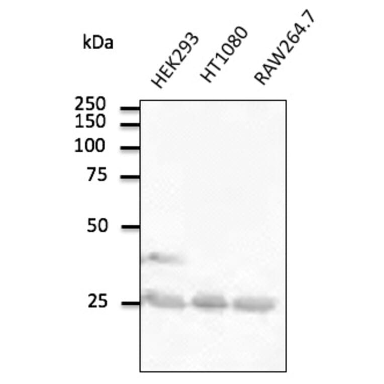 Western Blot - Anti-RAB5A Antibody (AB0010) - Antibodies.com