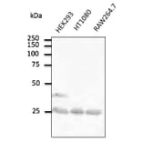 Western Blot - Anti-RAB5A Antibody (AB0010) - Antibodies.com
