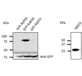 Western Blot - Anti-RAB5B Antibody (AB0012) - Antibodies.com