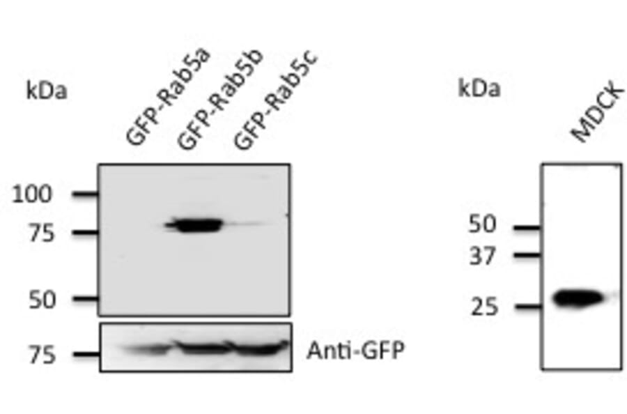 Western Blot - Anti-RAB5B Antibody (AB0012) - Antibodies.com