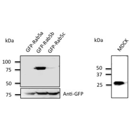 Western Blot - Anti-RAB5B Antibody (AB0012) - Antibodies.com