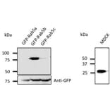 Western Blot - Anti-RAB5B Antibody (AB0012) - Antibodies.com