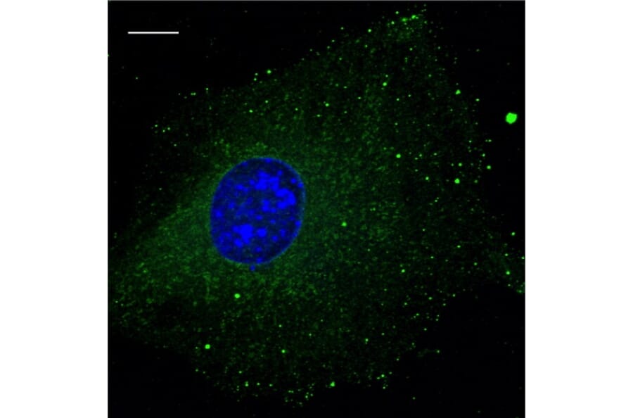 Immunoflouroscence - Anti-RAB5B Antibody (AB0012) - Antibodies.com
