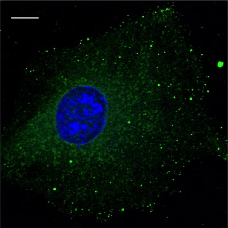 Immunoflouroscence - Anti-RAB5B Antibody (AB0012) - Antibodies.com