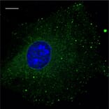 Immunoflouroscence - Anti-RAB5B Antibody (AB0012) - Antibodies.com