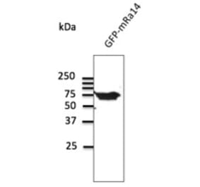 Western Blot - Anti-RAB14 Antibody (AB0013) - Antibodies.com