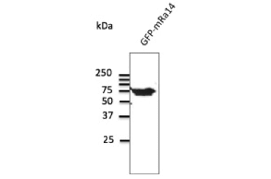 Western Blot - Anti-RAB14 Antibody (AB0013) - Antibodies.com