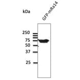 Western Blot - Anti-RAB14 Antibody (AB0013) - Antibodies.com