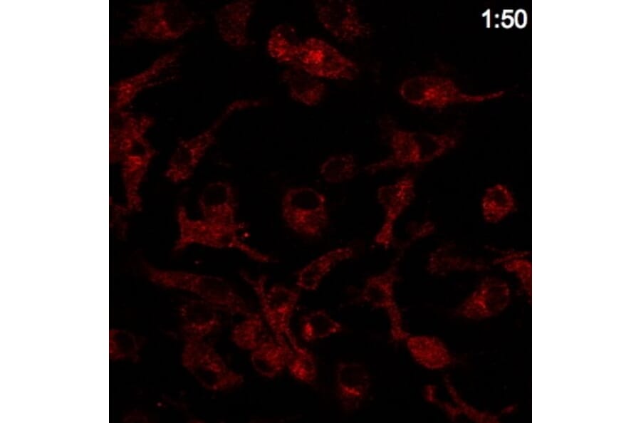 Immunoflouroscence - Anti-RAB14 Antibody (AB0014) - Antibodies.com
