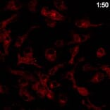 Immunoflouroscence - Anti-RAB14 Antibody (AB0014) - Antibodies.com