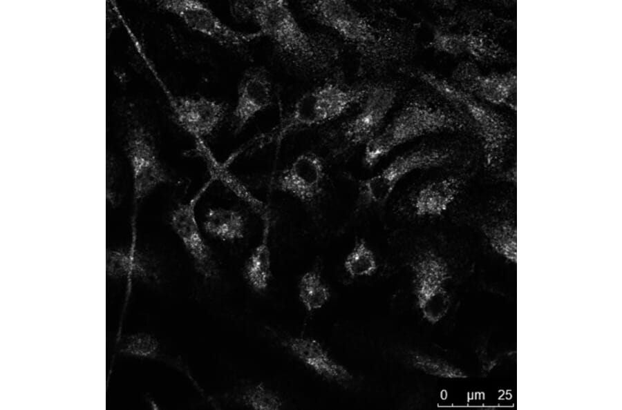 Immunoflouroscence - Anti-RAB14 Antibody (AB0014) - Antibodies.com