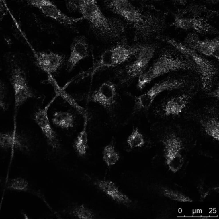 Immunoflouroscence - Anti-RAB14 Antibody (AB0014) - Antibodies.com