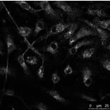 Immunoflouroscence - Anti-RAB14 Antibody (AB0014) - Antibodies.com