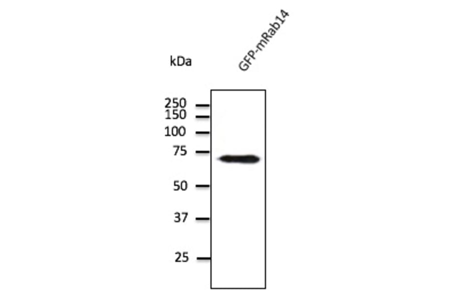 Western Blot - Anti-RAB14 Antibody (AB0014) - Antibodies.com