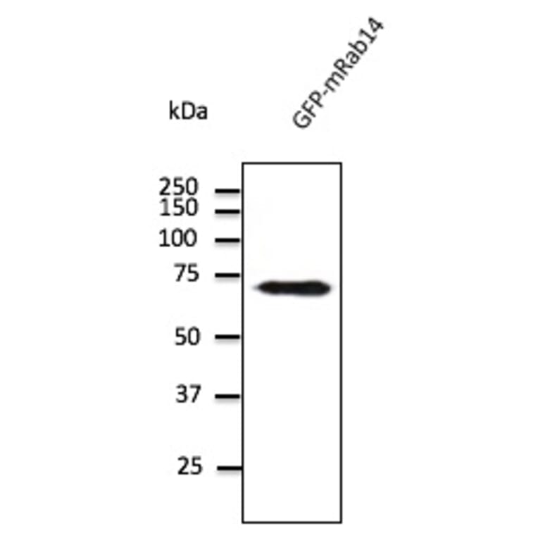 Western Blot - Anti-RAB14 Antibody (AB0014) - Antibodies.com