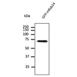 Western Blot - Anti-RAB14 Antibody (AB0014) - Antibodies.com