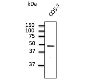 Western Blot - Anti-CX43 Antibody (AB0015) - Antibodies.com