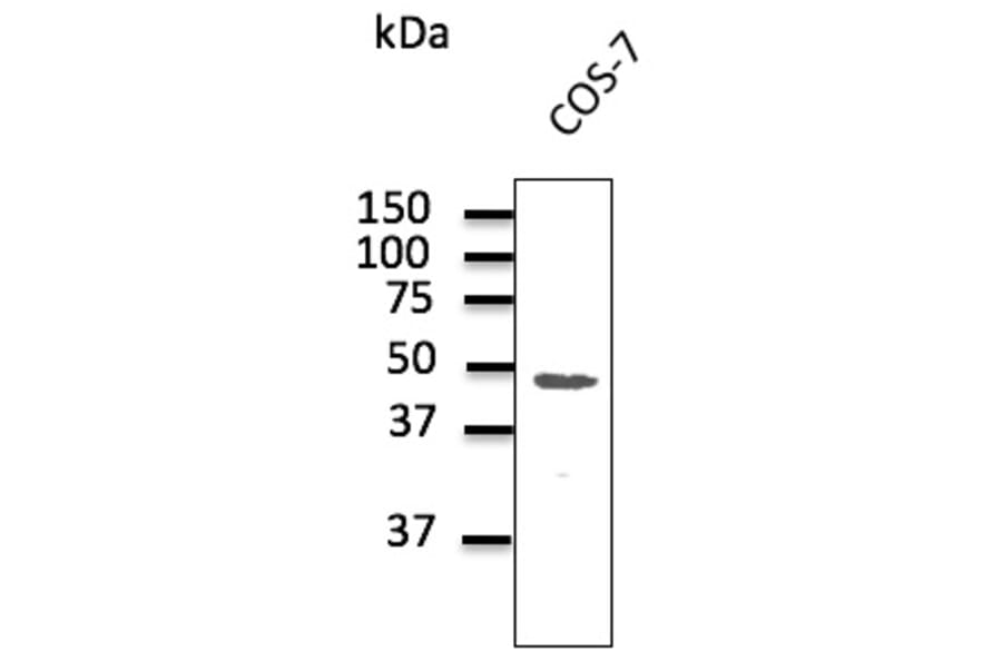 Western Blot - Anti-CX43 Antibody (AB0015) - Antibodies.com