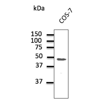 Western Blot - Anti-CX43 Antibody (AB0015) - Antibodies.com