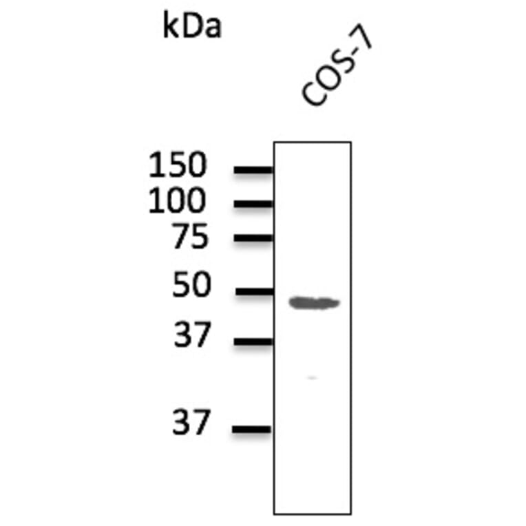 Western Blot - Anti-CX43 Antibody (AB0015) - Antibodies.com