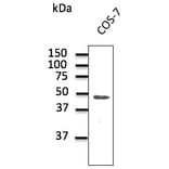 Western Blot - Anti-CX43 Antibody (AB0015) - Antibodies.com