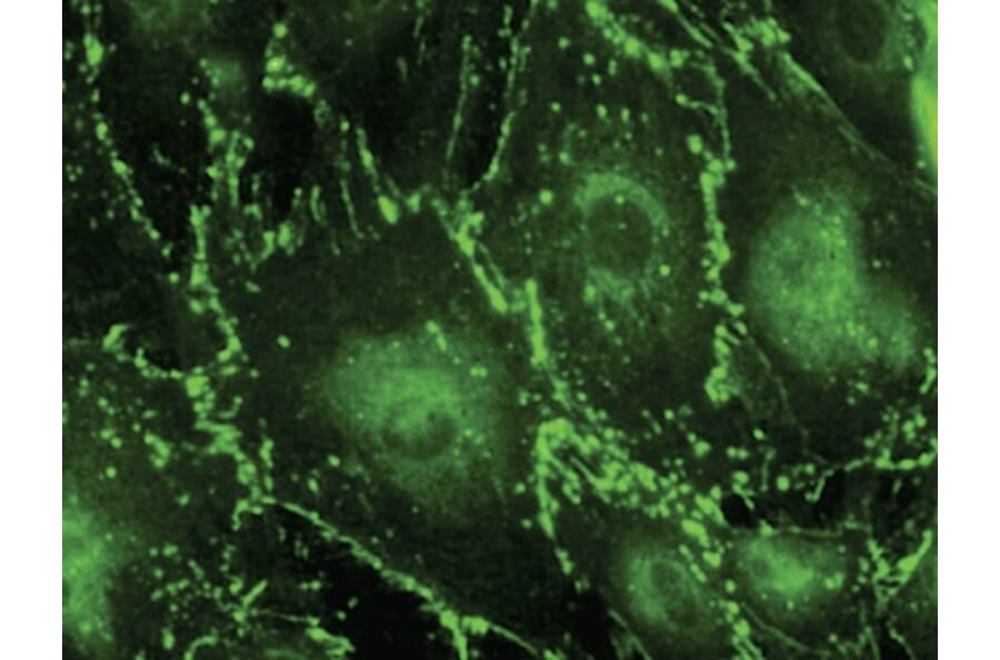 Immunoflouroscence - Anti-CX43 Antibody (AB0015) - Antibodies.com