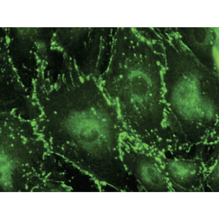 Immunoflouroscence - Anti-CX43 Antibody (AB0015) - Antibodies.com