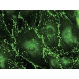 Immunoflouroscence - Anti-CX43 Antibody (AB0015) - Antibodies.com