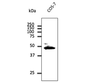 Western Blot - Anti-CX43 Antibody (AB0016) - Antibodies.com