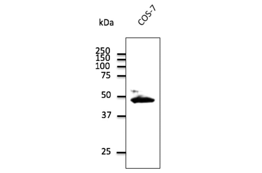 Western Blot - Anti-CX43 Antibody (AB0016) - Antibodies.com