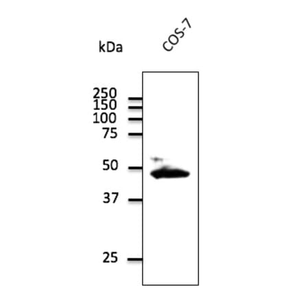 Western Blot - Anti-CX43 Antibody (AB0016) - Antibodies.com