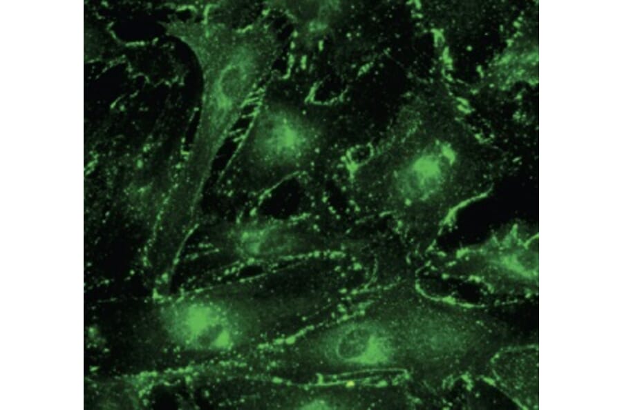 Immunoflouroscence - Anti-CX43 Antibody (AB0016) - Antibodies.com