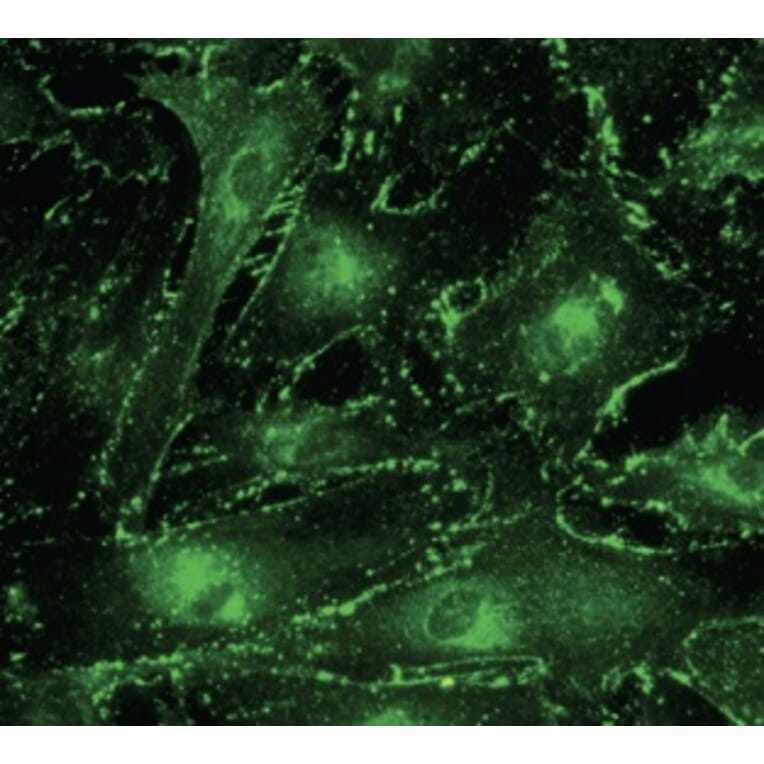 Immunoflouroscence - Anti-CX43 Antibody (AB0016) - Antibodies.com