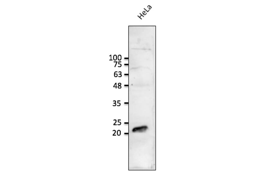 Western Blot - Anti-RAB1B Antibody (AB0017) - Antibodies.com