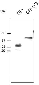 Anti GFP Antibody A121560 Antibodies