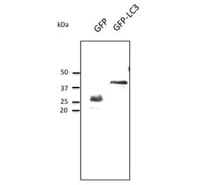 Western Blot - Anti-GFP Antibody (AB0020) - Antibodies.com