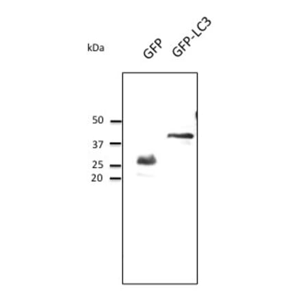 Western Blot - Anti-GFP Antibody (AB0020) - Antibodies.com