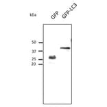 Western Blot - Anti-GFP Antibody (AB0020) - Antibodies.com