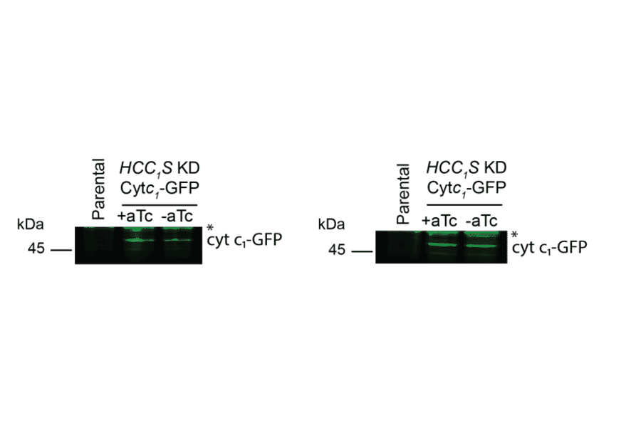 Western Blot - Anti-GFP Antibody - Antibodies.com