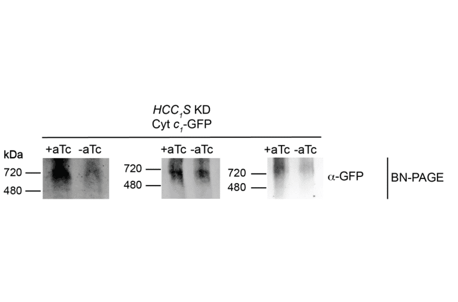 Western Blot - Anti-GFP Antibody - Antibodies.com