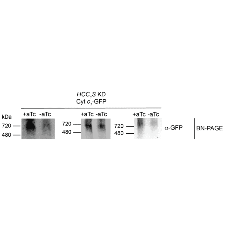 Western Blot - Anti-GFP Antibody - Antibodies.com