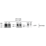 Western Blot - Anti-GFP Antibody - Antibodies.com