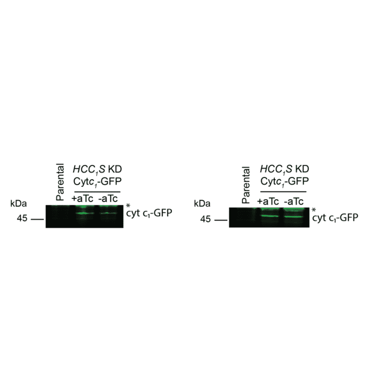 Western Blot - Anti-GFP Antibody - Antibodies.com
