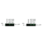 Western Blot - Anti-GFP Antibody - Antibodies.com