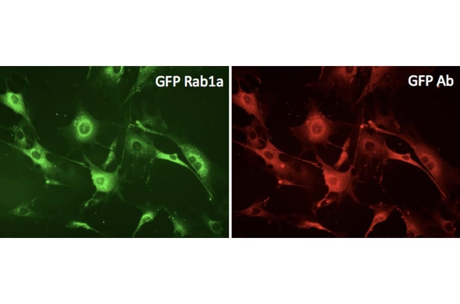 Immunoflouroscence - Anti-GFP Antibody (AB0020) - Antibodies.com