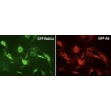 Immunoflouroscence - Anti-GFP Antibody (AB0020) - Antibodies.com